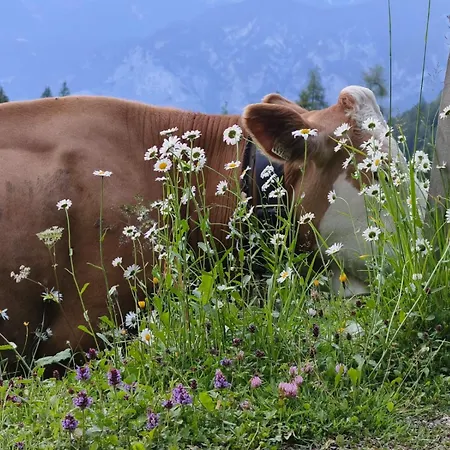 Goetzner Auszeit Διαμέρισμα Ίνσμπρουκ